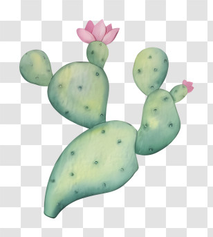Potted Cactus - Green Flowering Cactus With Pink Blooms Transparent PNG