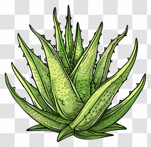 Green Aloe Vera Plant - Aloe Vera Plant Botanical Illustration Transparent PNG