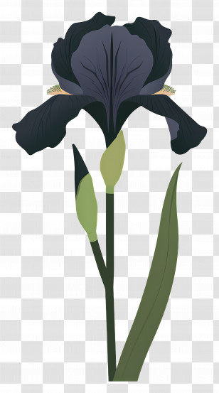 Iris - Illustration Of A Black Iris Transparent PNG