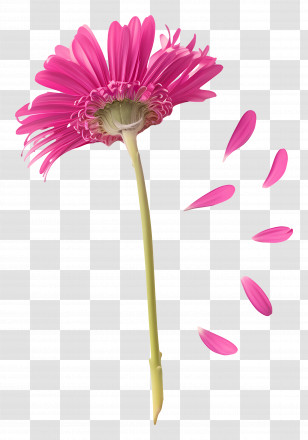 Single Pink Gerbera Daisy - Pink Flower Illustration With Falling Petals Transparent PNG
