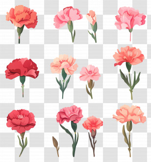 Carnations - Vibrant Carnation Flowers Collection Transparent PNG