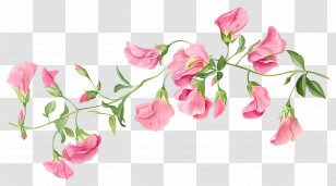 Sweet Pea Flowers - Pink Sweet Pea Flowers Illustration Transparent PNG