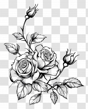 Border Rose - Black Ink Roses Sketch With Buds Transparent PNG