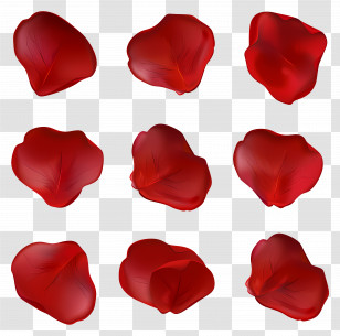 Flower Petals - Red Rose Petals Variety Transparent PNG