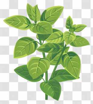 Basil Herbs - Fresh Green Basil Leaves Illustration Transparent PNG