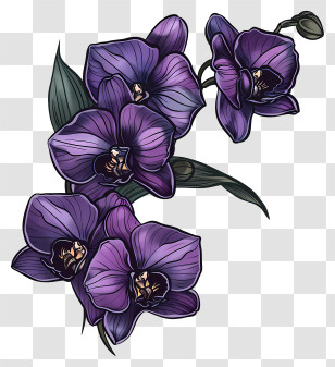 Purple Orchids - Exotic Purple Orchid Botanical Illustration Transparent PNG