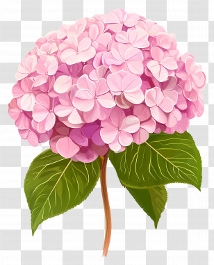 Pink Hydrangea Flower - Pink Hydrangea Flower Bloom Transparent PNG
