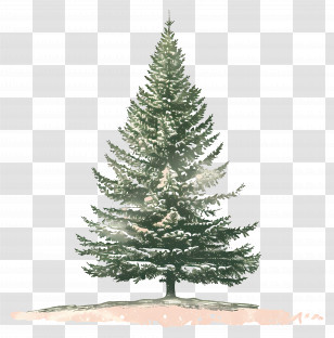 Fir Tree - Snow-Covered Pine Tree Illustration Transparent PNG