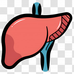 Liver - Illustration Of Human Liver Anatomy Transparent PNG