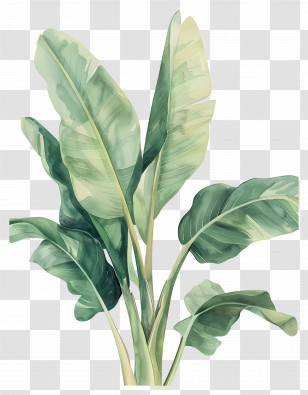 Banana Tree - Green Banana Plant Botanical Design Transparent PNG