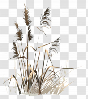 Reed - Cluster Of Dry Wild Grass Transparent PNG