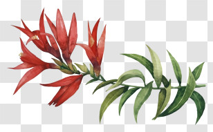 Painting - Beautiful Red Flower With Green Leaves Transparent PNG