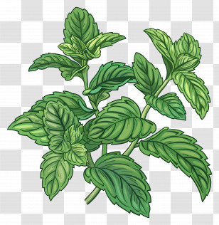 Mint Leaves - Mint Leaves Illustration Transparent PNG
