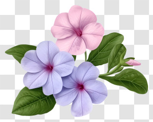 Elegant Periwinkle Flower - Beautiful Pink And Purple Flowers With Green Leaves Transparent PNG