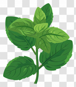 Mint - Fresh Green Basil Leaves Illustration Transparent PNG
