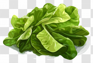 Vegetable - Fresh Green Lettuce In Realistic Illustration Transparent PNG