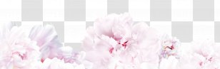 Floral Design Spring Cherry Blossom Cut Flowers - Beauty Transparent PNG