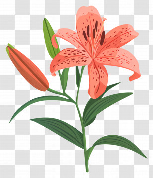 Lily Flower - Pink Lily Flower Illustration Transparent PNG