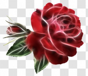 Garden Roses Cabbage Rose Cut Flowers Floral Design - Flower Transparent PNG