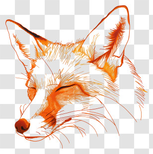 Fox - Orange Fox Line Art Illustration Transparent PNG