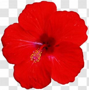 Shoeblackplant Clip Art Common Hibiscus Tea - Plant - Annual Transparent PNG