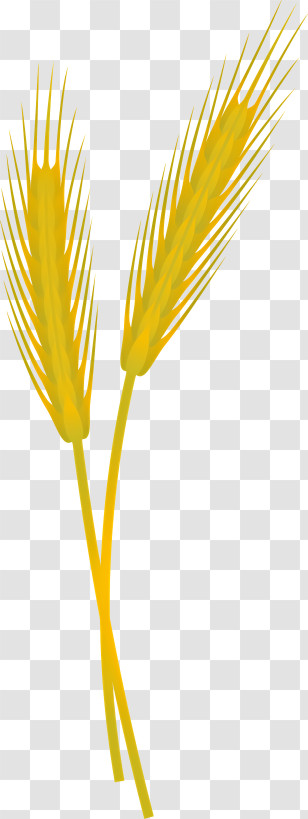 Lotus Flower - Golden Yellow Wheat Stems Illustration Transparent PNG