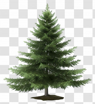 Fir Tree - Green Spruce Tree Illustration Transparent PNG