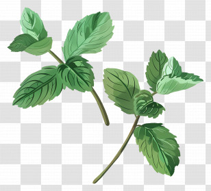 Mint Leaves - Fresh Green Mint Leaves Illustration Transparent PNG
