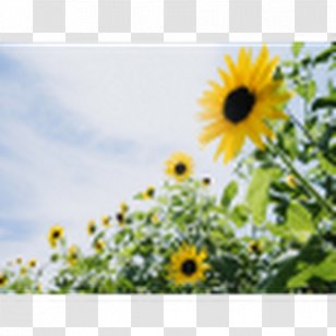 Desktop Wallpaper Image Common Sunflower Light - Sina Weibo - GIRASOL Transparent PNG