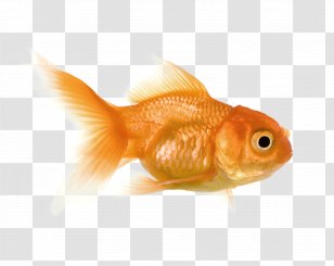 Goldfish Feeder Fish Bony Fishes - Orange - Mayo Transparent PNG
