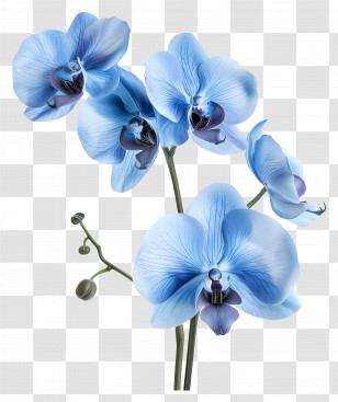 Orchid Flower - Beautiful Blue Orchid Flowers With Stunning Petals Transparent PNG