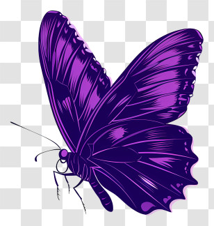 Butterfly Silhouette - Purple Butterfly Digital Illustration Transparent PNG