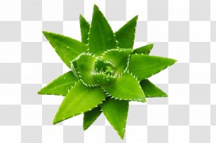 Aloe Vera Succulent Plant Emodin Seed - Pattern Transparent PNG
