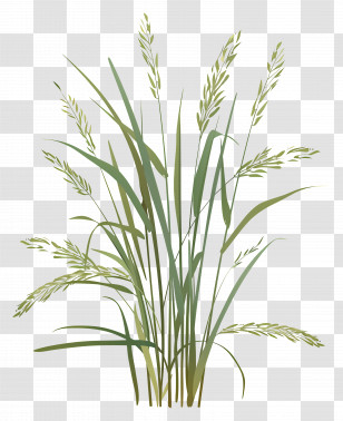 Rice Plants - Elegant Green Grass Illustration Transparent PNG
