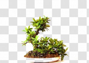 Bonsai Tree Online Shopping Flowerpot Cantabria - Maple - Garden Transparent PNG