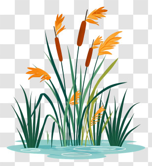 Tall Green Reeds - Cattails And Marsh Reeds Illustration Transparent PNG