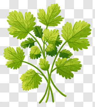 Fresh Cilantro - Fresh Green Cilantro Leaves Transparent PNG