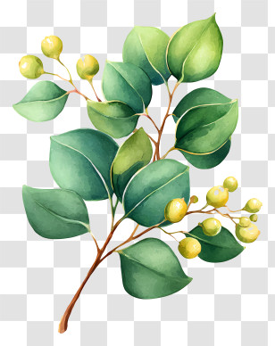 Eucalyptus Ink Painting - Green Leaves And Branch Illustration Transparent PNG