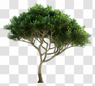 Small Tree - Giant Tree Canopy Illustration Transparent PNG