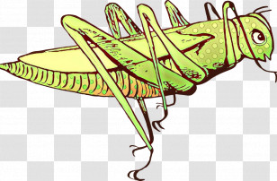 Insect Leaf Grasshopper Line Art Emperor Moths Transparent PNG