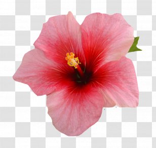 Shoeblackplant Tea Image Photograph - Pinkflower Pattern Transparent PNG