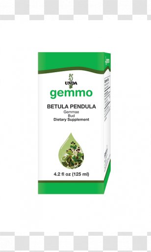 Gemmotherapy Blackcurrant Bud Health Shoot - Vitamin - Betula Pendula Transparent PNG