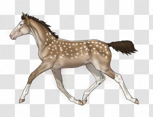 Mustang Foal Colt Stallion Mare Transparent PNG