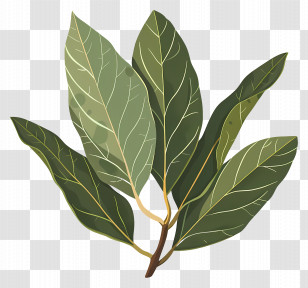 Bay Leaves - Bay Leaves Illustration For Herbs And Cooking Transparent PNG