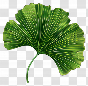 Ginkgo Leaf - Green Ginkgo Leaf Illustration Transparent PNG