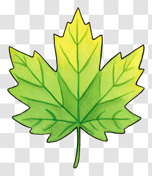 Maple Leaf Outline - Green Leaf Illustration Transparent PNG