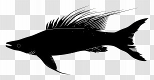 Fish Silhouette - Black Silhouette Of Spiky Fish Transparent PNG