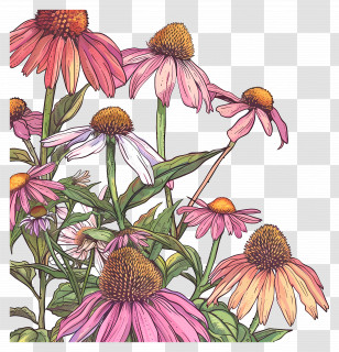 White Coneflowers - Pink Flowers With Echinacea Transparent PNG