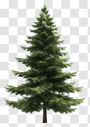 Fir Tree - Tall Green Pine Tree Illustration Transparent PNG