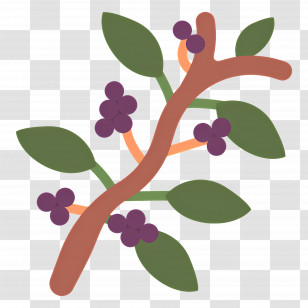 Coffee Plant - Branch With Purple Berries Illustration Transparent PNG